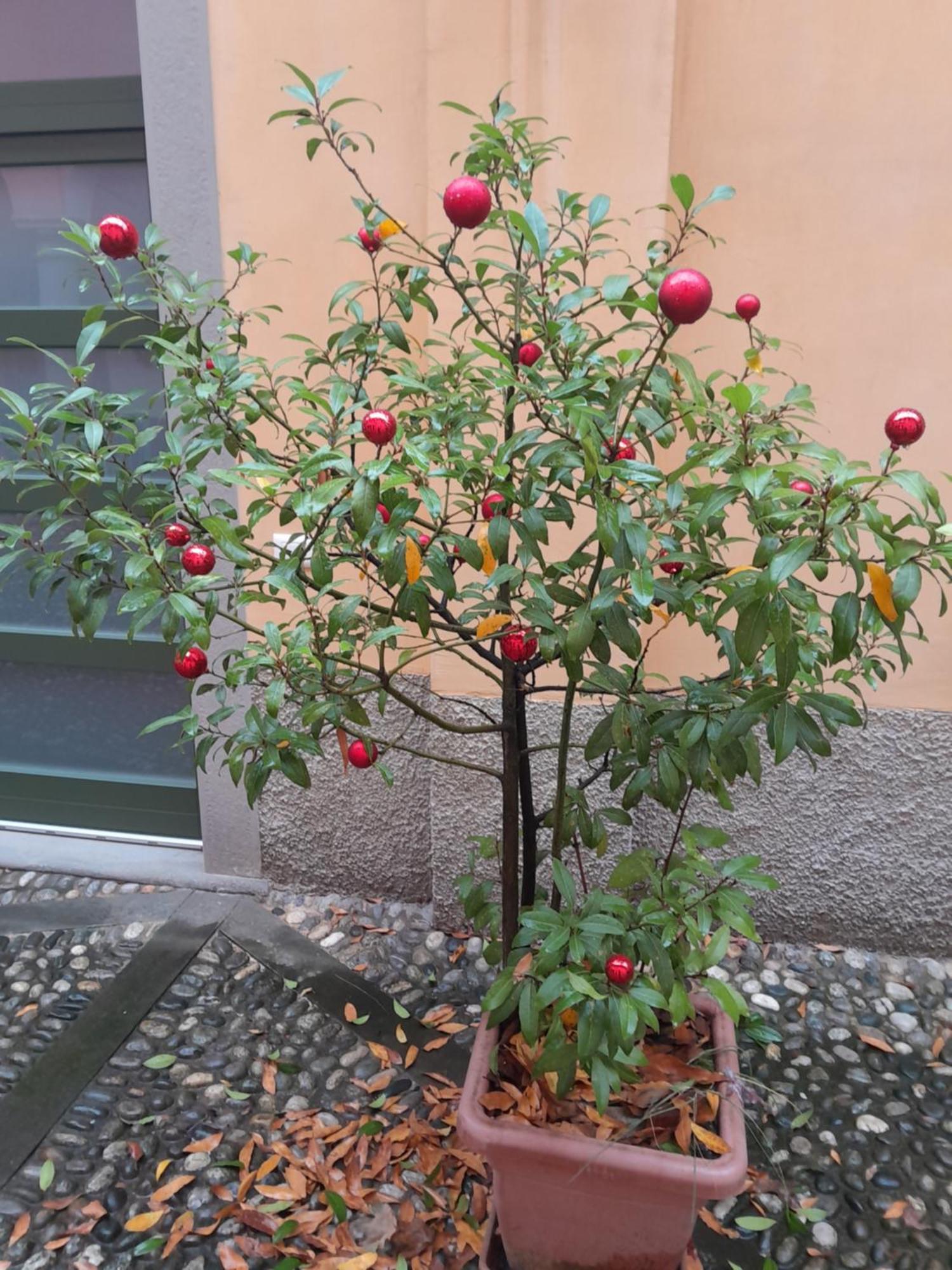 La Corte Dei Cappuccini Bergamo Eksteriør billede